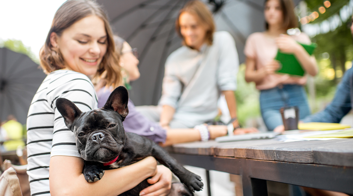 Black French bulldog in the arms of its smiling owner enjoying camping
